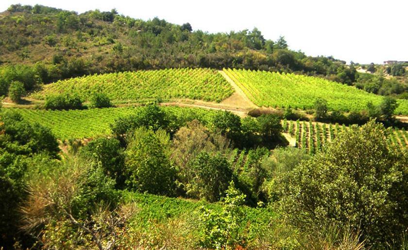 Gite Vigneron Du Domaine D'Alon Magrie Exteriör bild